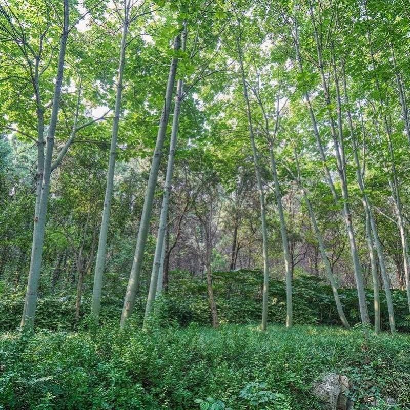 新采林木树种青桐种子青铜树别名梧桐行道树种籽别名梧桐行道
