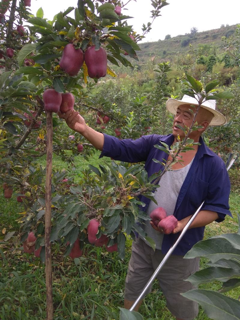 甘肃天水正宗花牛蛇果假一赔十，高山产地，自家的