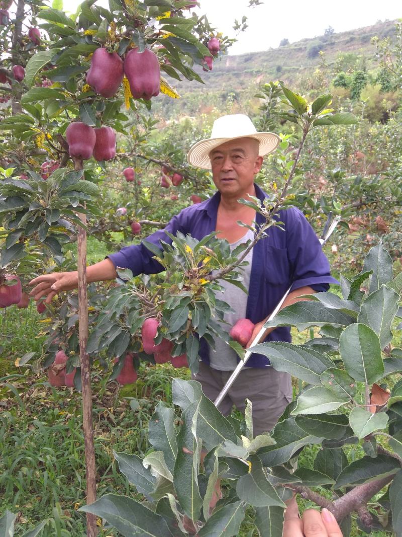 甘肃天水正宗花牛蛇果假一赔十，高山产地，自家的