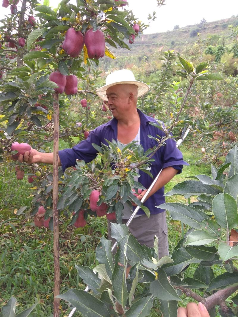 甘肃天水正宗花牛蛇果假一赔十，高山产地，自家的
