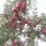 甘肃天水正宗花牛蛇果假一赔十，高山产地，自家的
