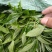 云南勐库大叶茶原生态不打农药人工除草