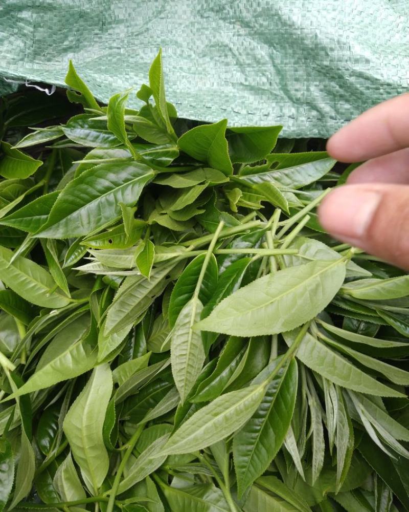 云南勐库大叶茶原生态不打农药人工除草