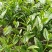 云南勐库大叶茶原生态不打农药人工除草