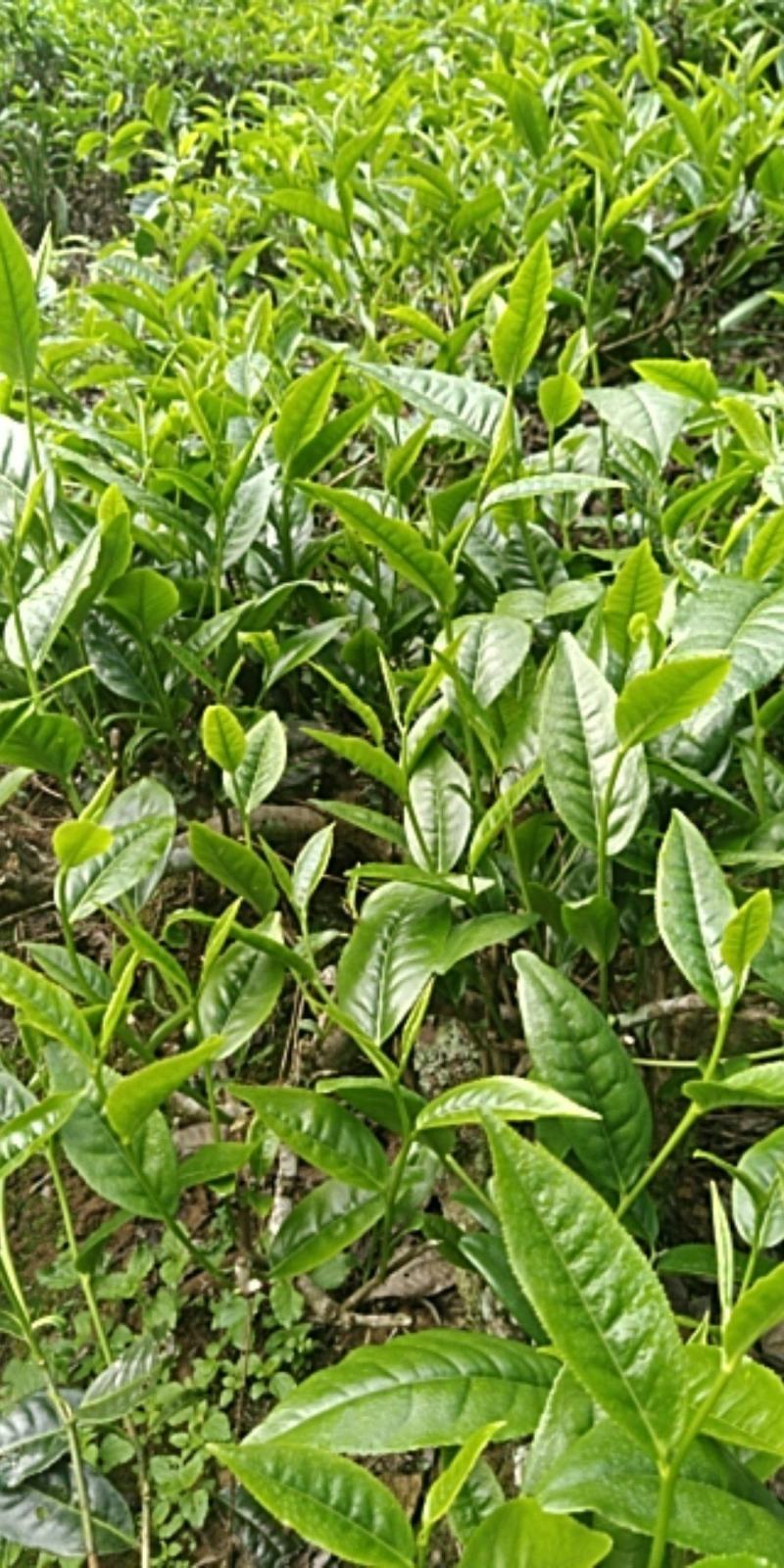 云南勐库大叶茶原生态不打农药人工除草