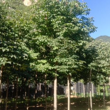 各种规格七叶树，规格齐全
