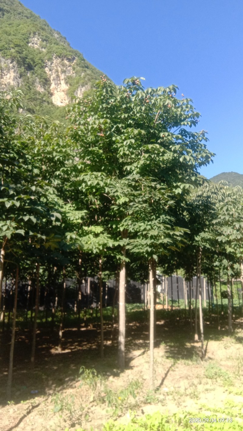 各种规格七叶树，规格齐全