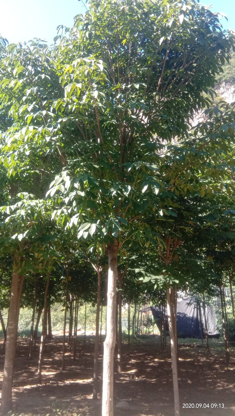 各种规格七叶树，规格齐全