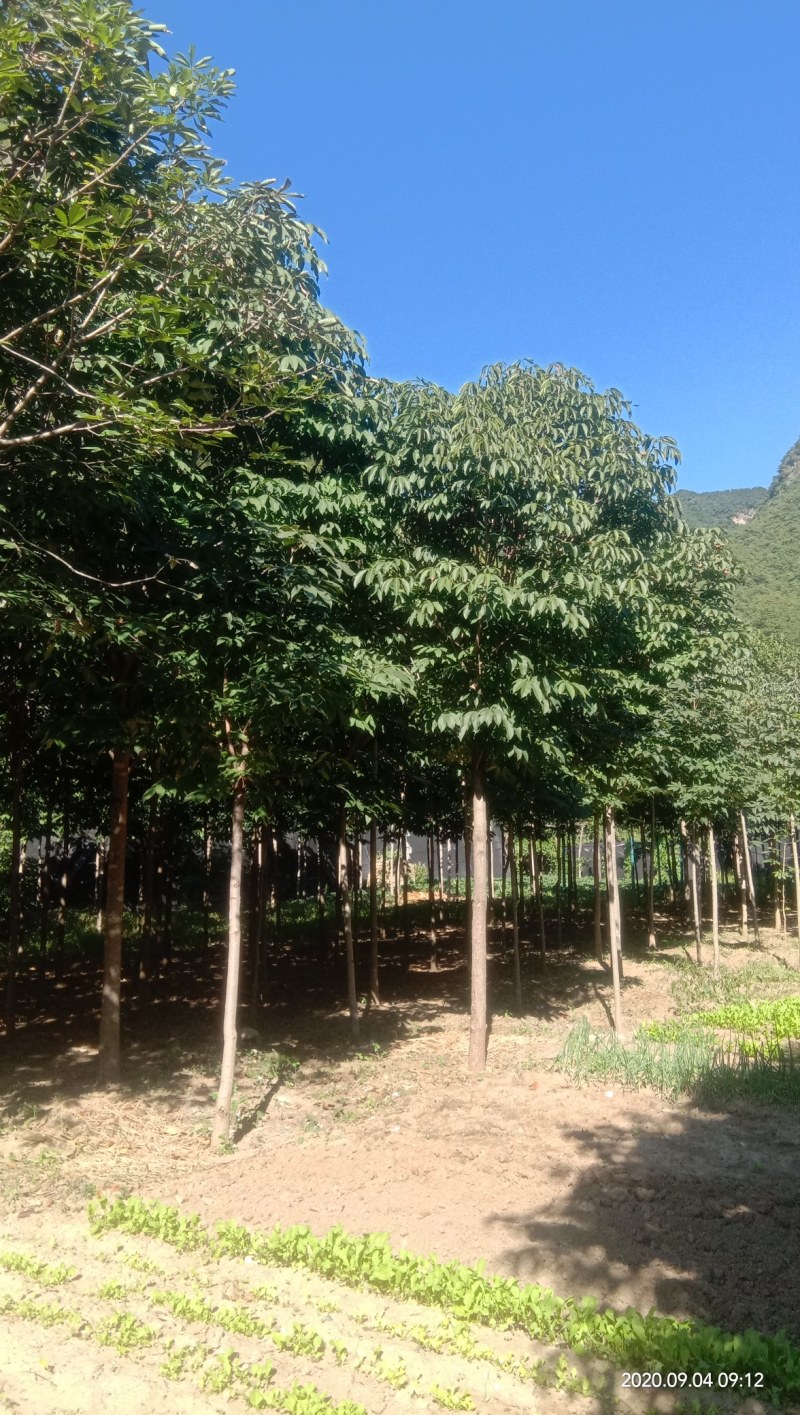 各种规格七叶树，规格齐全