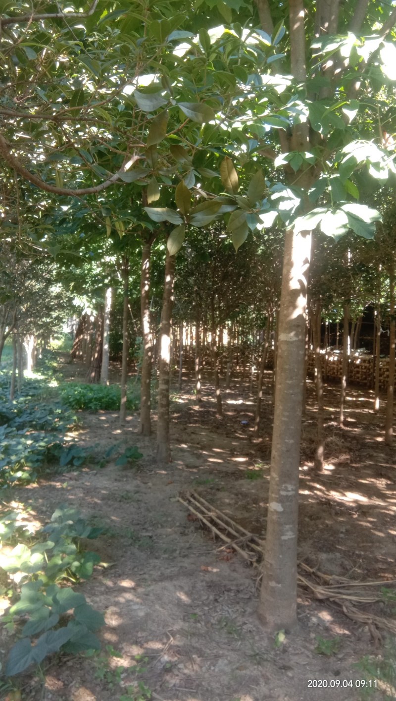 各种规格七叶树，规格齐全