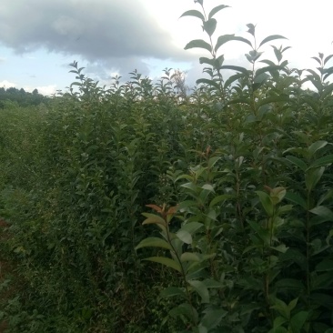 基地直供各种绿化，造林种苗