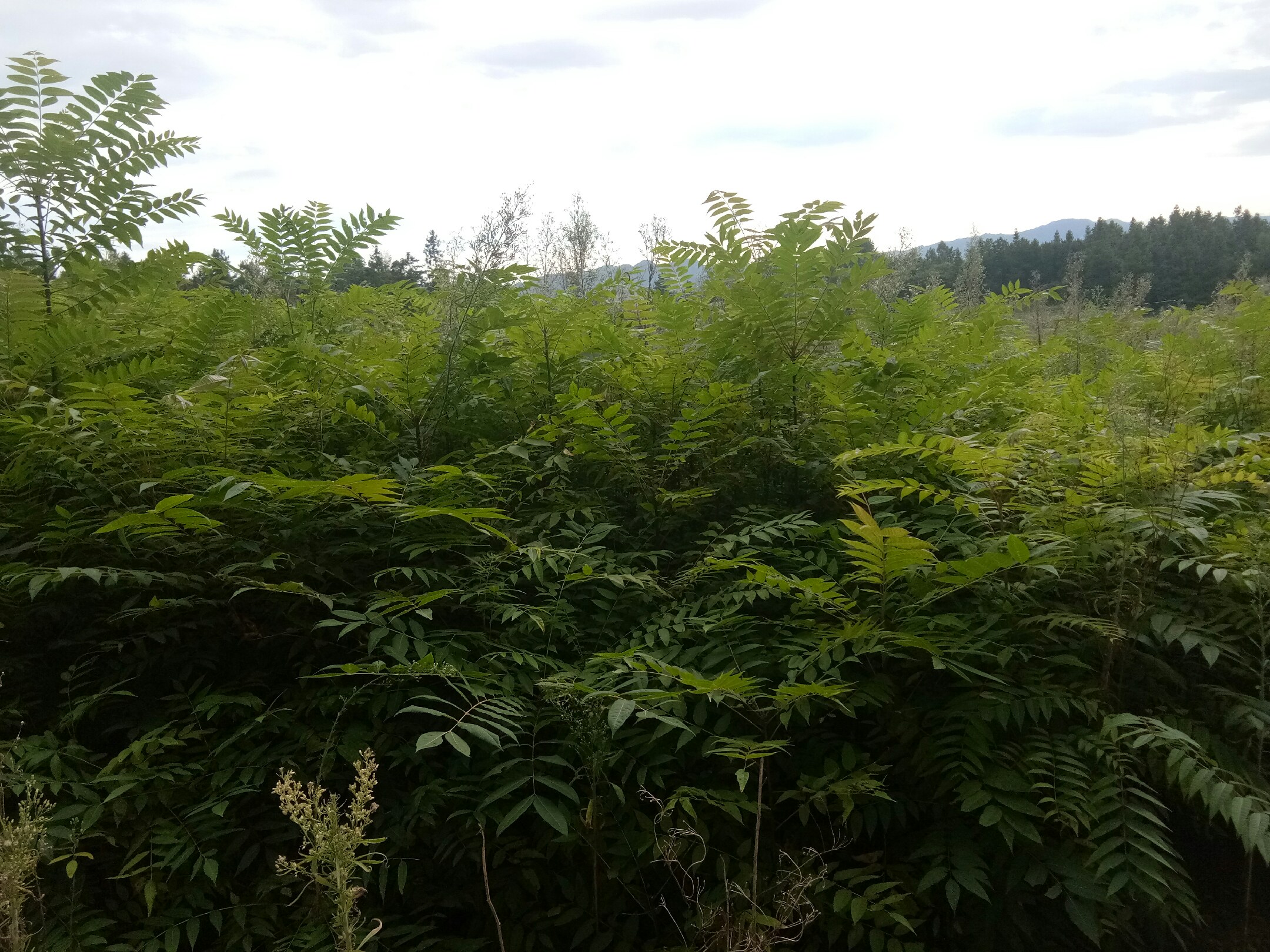 大叶女贞的叶片与果实特写