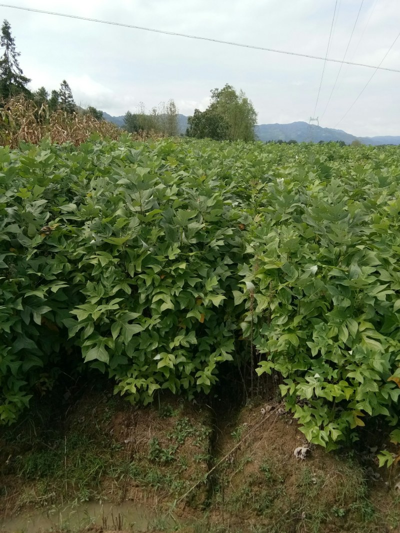 基地直供各种绿化，造林种苗