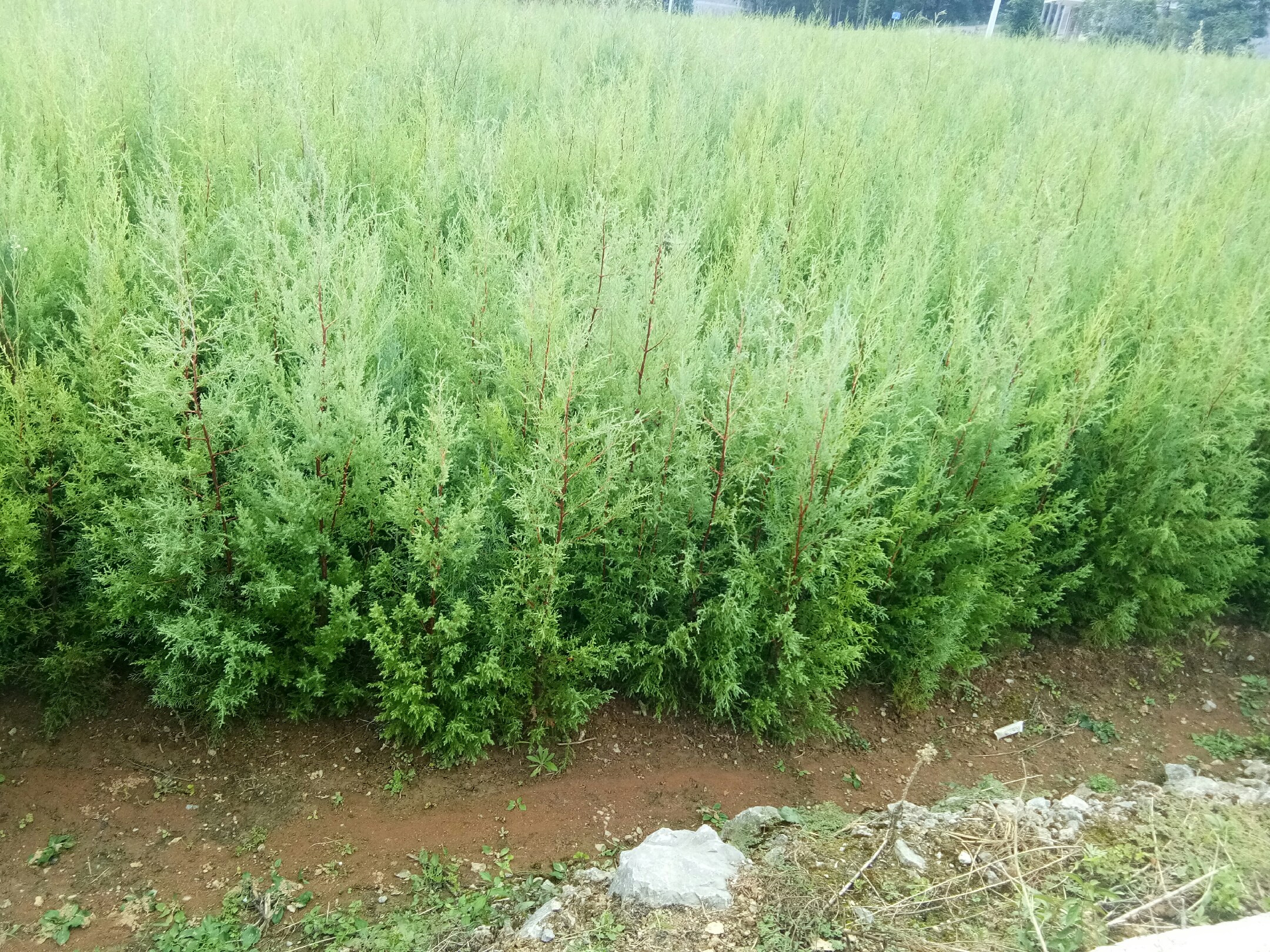 大叶女贞树形挺拔，四季常绿