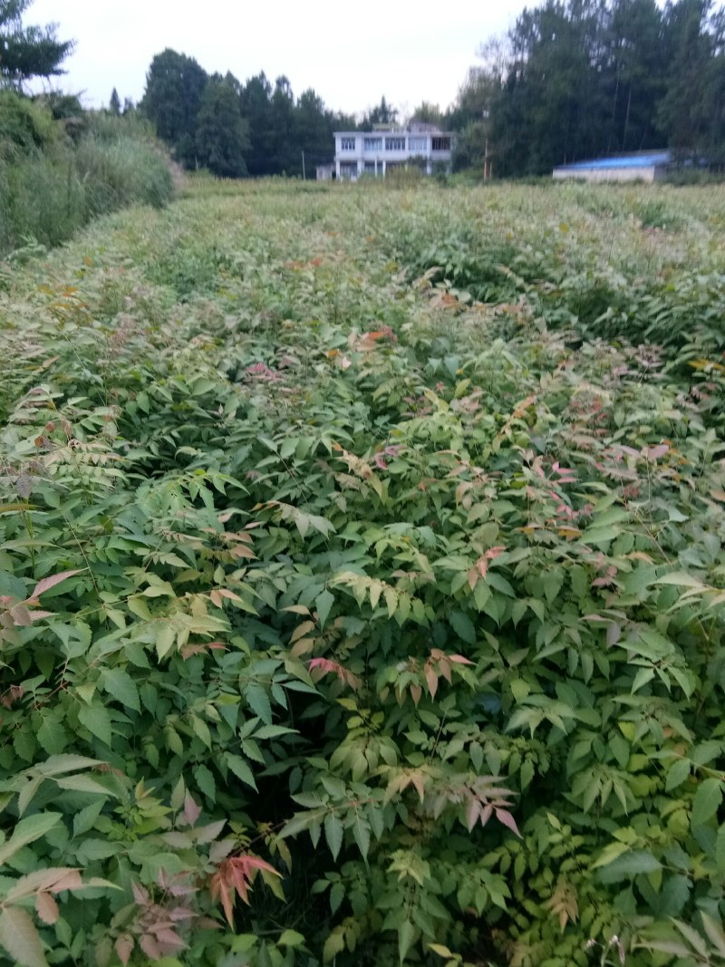 基地直供各种绿化，造林种苗