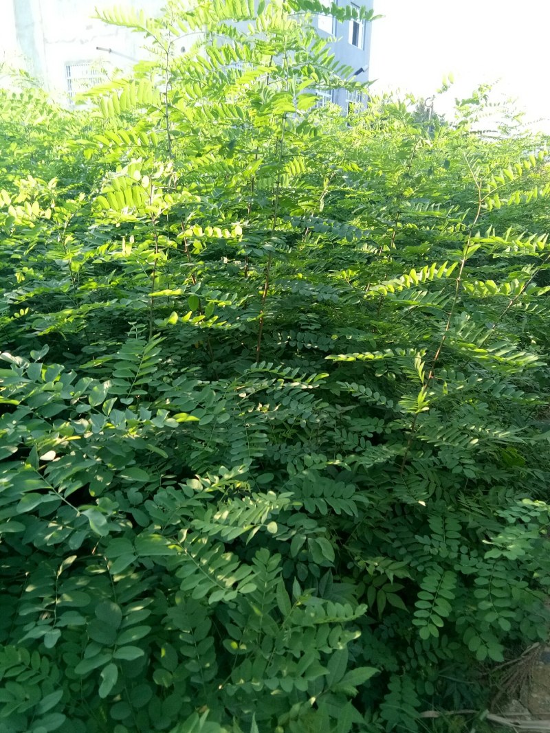 基地直供各种绿化，造林种苗