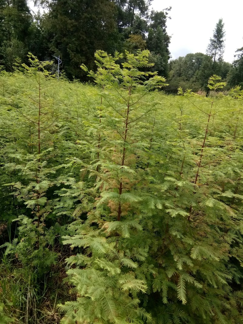 基地直供各种绿化，造林种苗