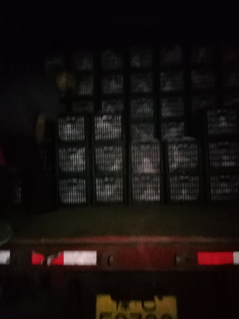 眉县精品徐香弥猴桃