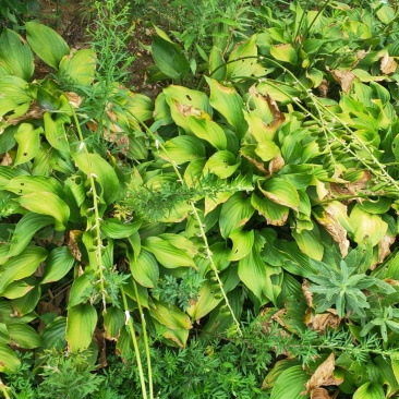 紫玉簪花卉觀賞植物