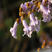 速生树种子泡桐种子兰考泡桐种子空桐水桐桐木树紫花树毛种子