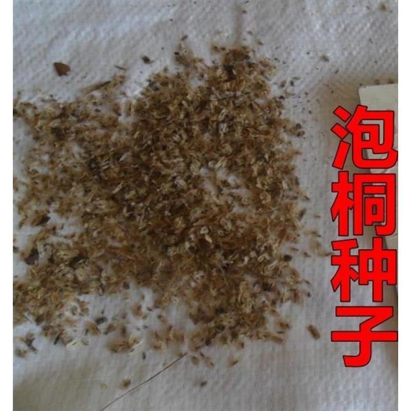 速生树种子泡桐种子兰考泡桐种子空桐水桐桐木树紫花树毛种子