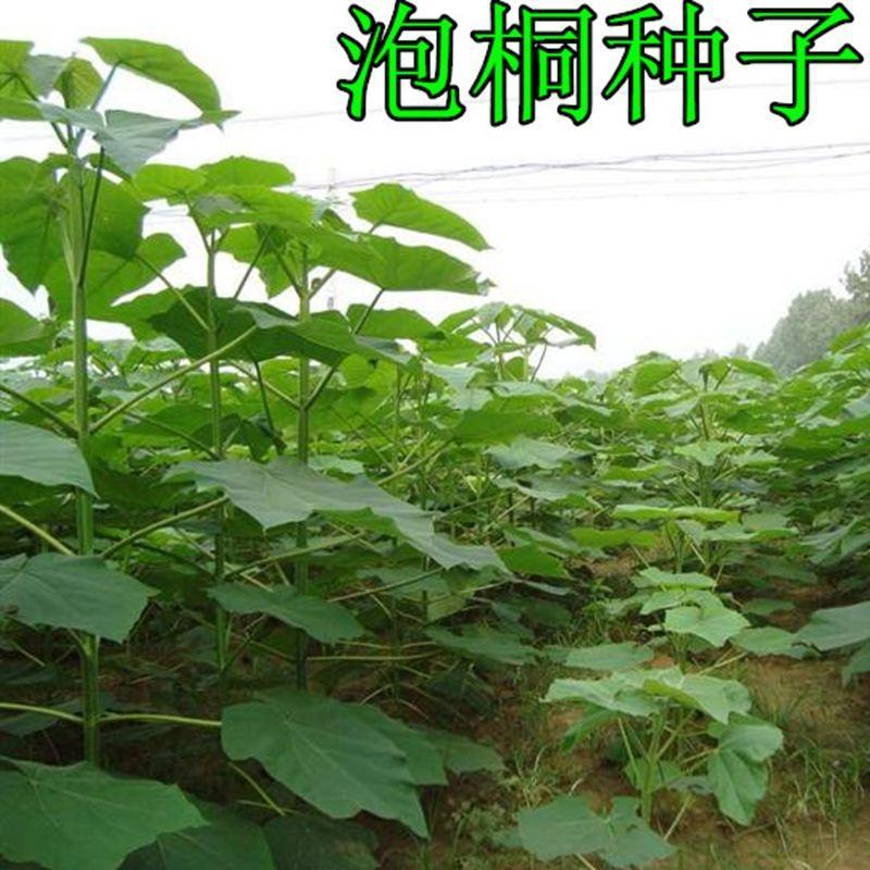 速生树种子泡桐种子兰考泡桐种子空桐水桐桐木树紫花树毛种子