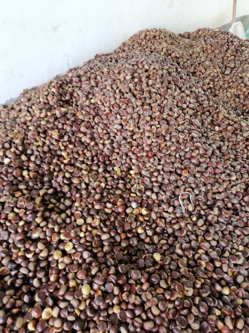 贵望油栗大量上市，大量供应合作八共赢