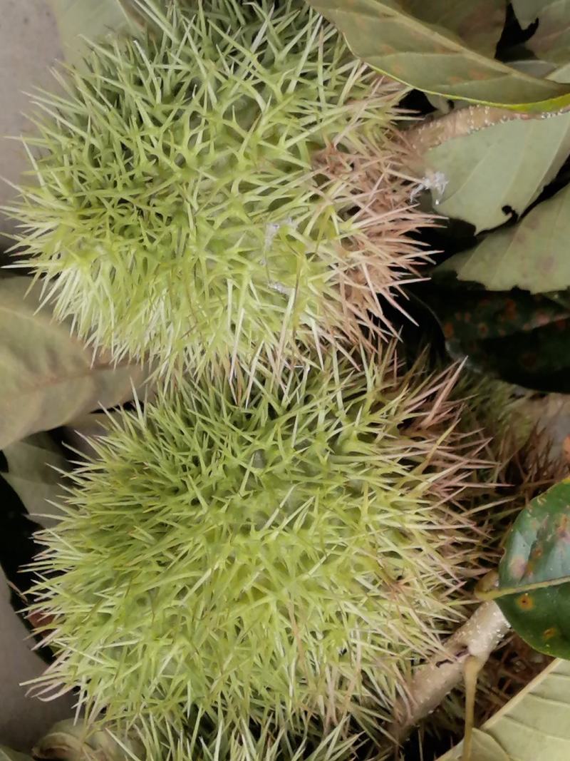贵望油栗大量上市，大量供应合作八共赢
