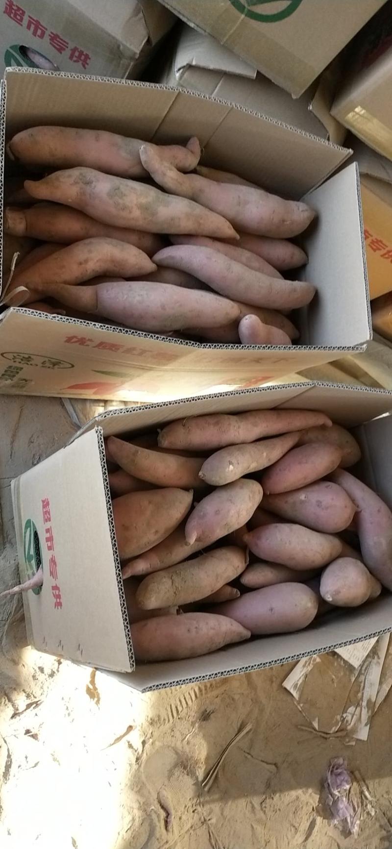 龙薯九红薯通货，精品，大量出售中，支持各种规格，各种包装