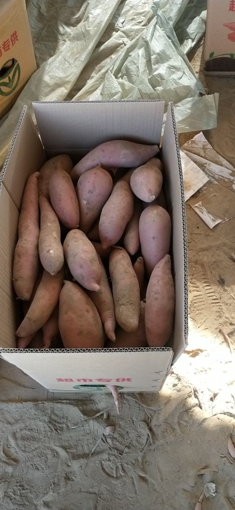 龙薯九红薯通货，精品，大量出售中，支持各种规格，各种包装