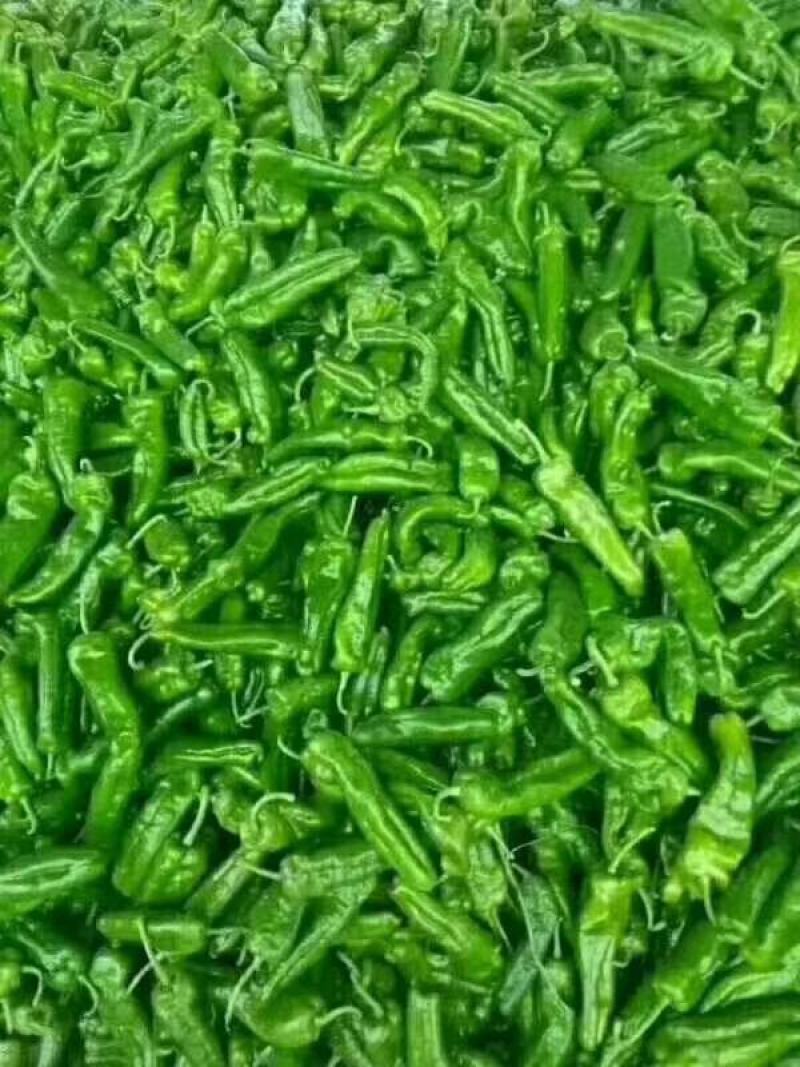 夏邑301薄皮大青椒大量上市品质好质量优