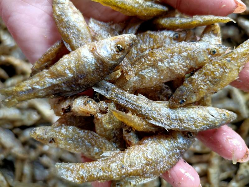 小鱼干干货麦穗鱼嫩子鱼忍子鱼干度好颜色靓大量供应