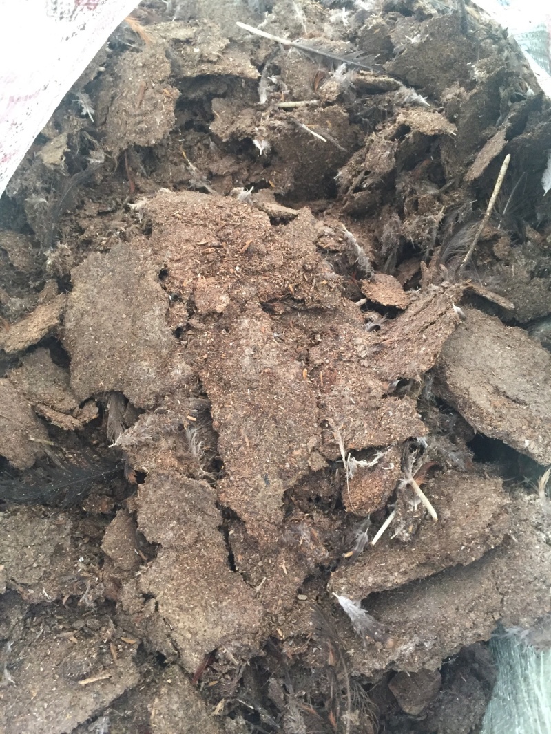 鸡粪（新鲜干鸡粪）量大
