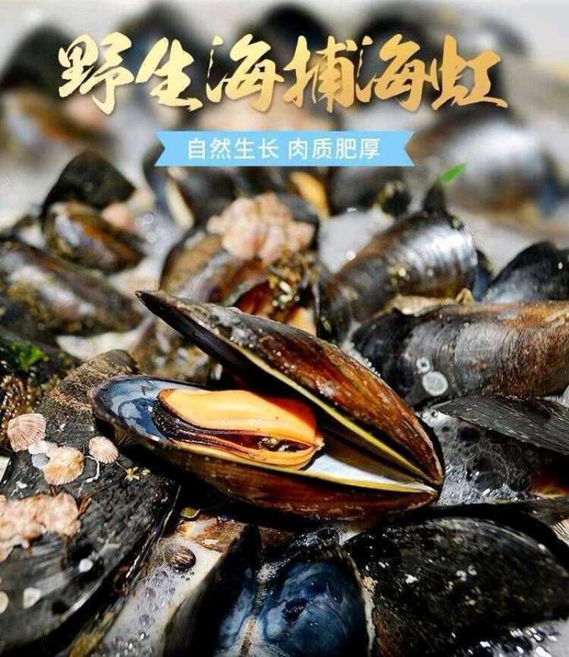 鲜活青口贝新鲜淡菜新鲜海虹贻贝海鲜淡菜水产