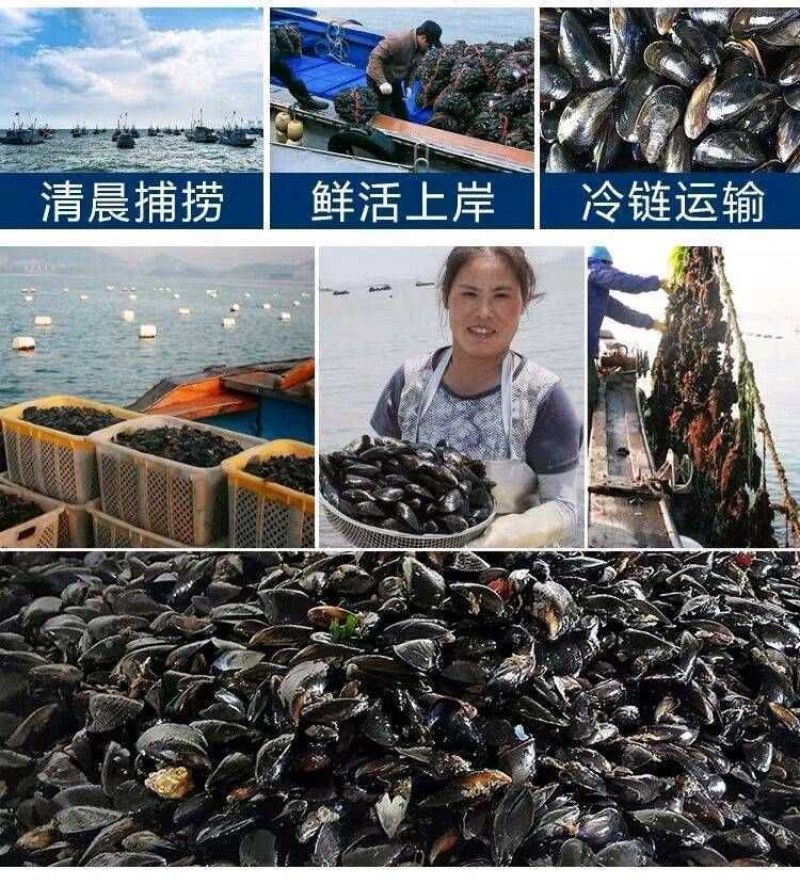 鲜活青口贝新鲜淡菜新鲜海虹贻贝海鲜淡菜水产