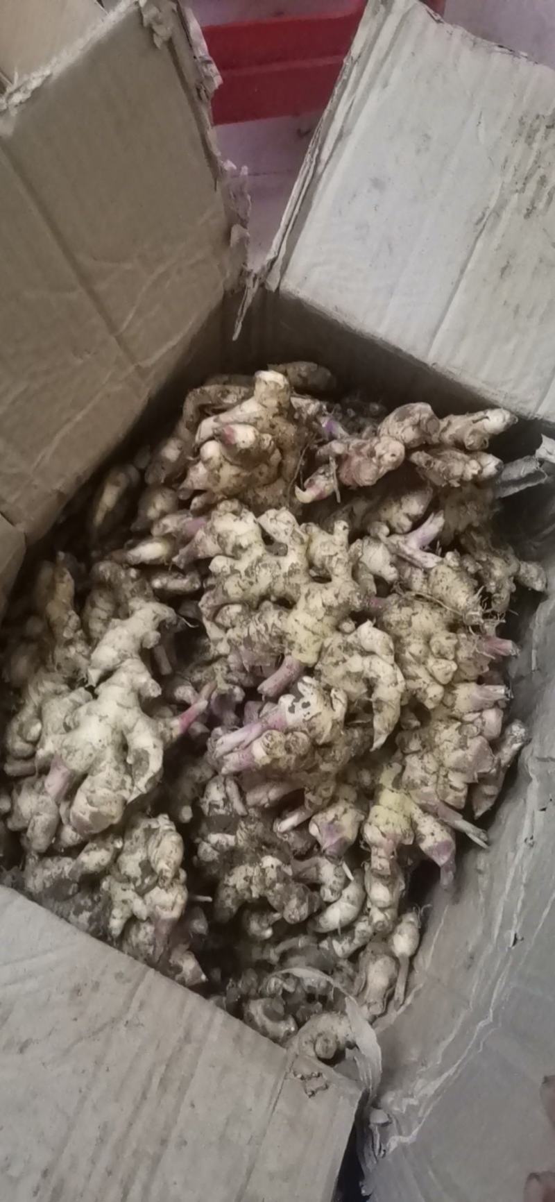 贵州小黄姜新姜现挖现发
