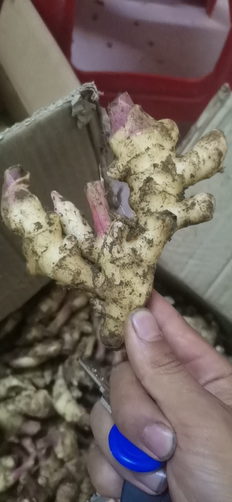 贵州小黄姜新姜现挖现发