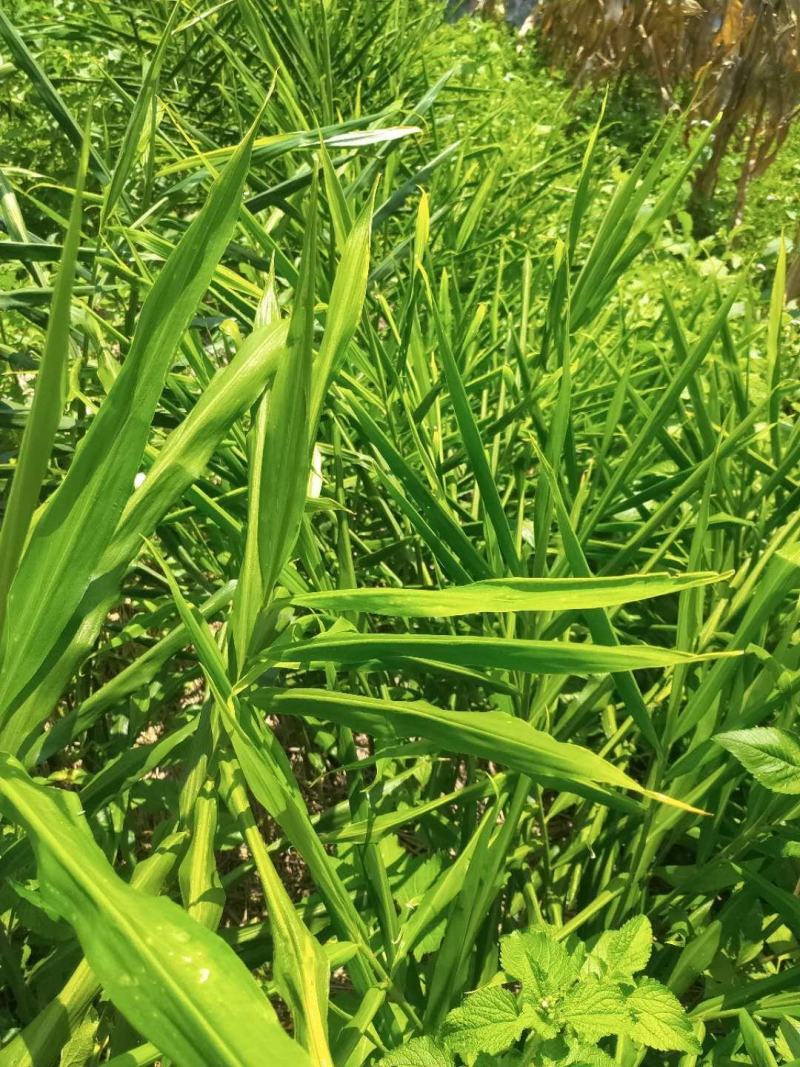 贵州小黄姜新姜现挖现发