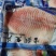 生鲷鱼片鱼排原味日式刺身煎烤料理生鱼片铁板烧寿司