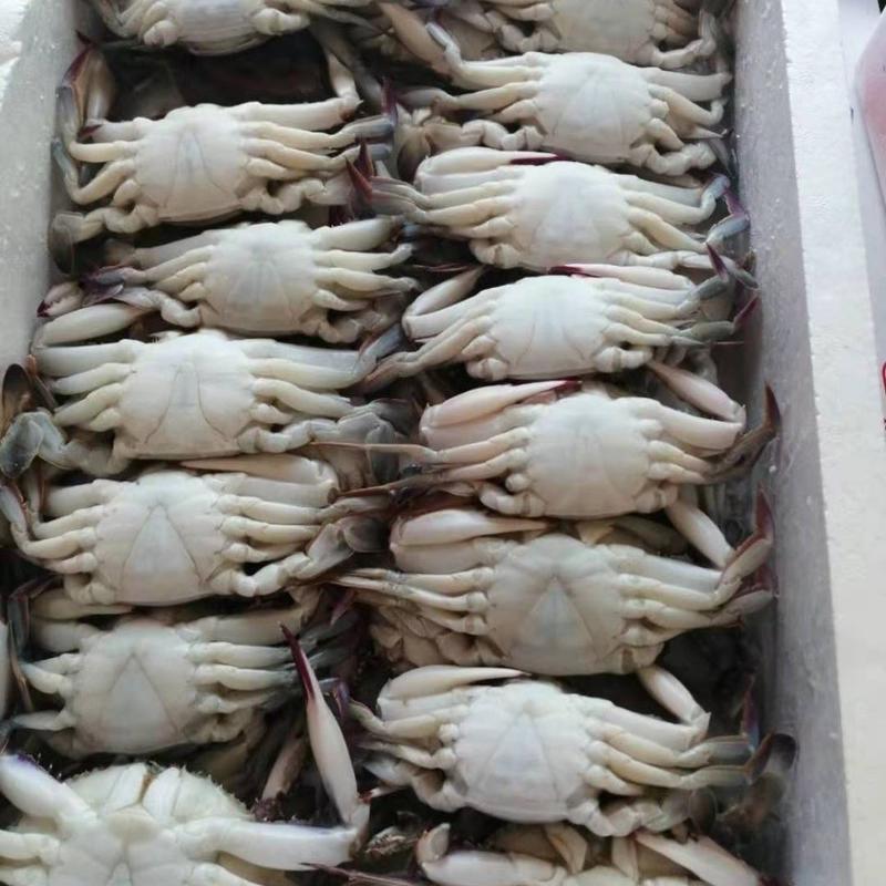 带箱梭子蟹鲜活新鲜超大特冷速急冻螃蟹公母蟹海鲜