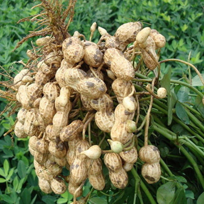 山东花生新鲜花生大量上市产地直销货源充足欢迎订购
