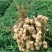 山东花生新鲜花生大量上市产地直销货源充足欢迎订购