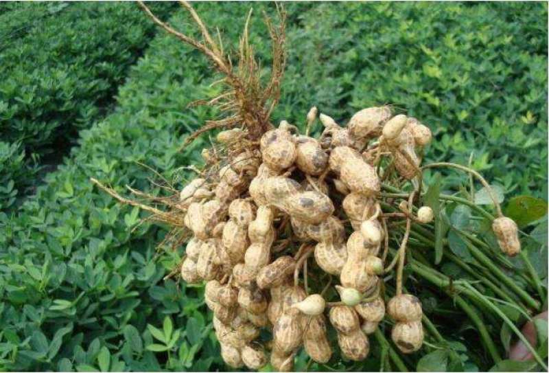 山东花生新鲜花生大量上市产地直销货源充足欢迎订购