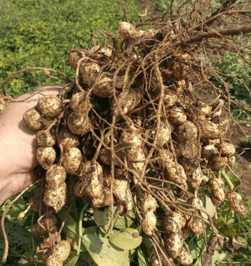 山东花生新鲜花生大量上市产地直销货源充足欢迎订购