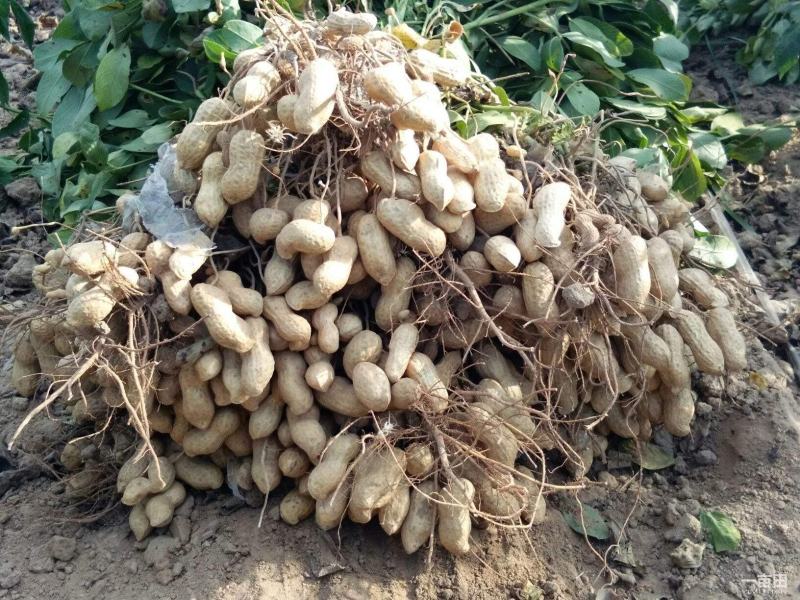 山东花生新鲜花生大量上市产地直销货源充足欢迎订购