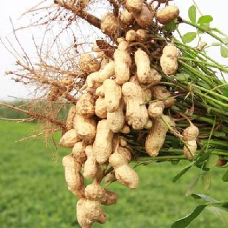 山东花生新鲜花生大量上市产地直销货源充足欢迎订购