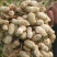 山东花生新鲜花生大量上市产地直销货源充足欢迎订购