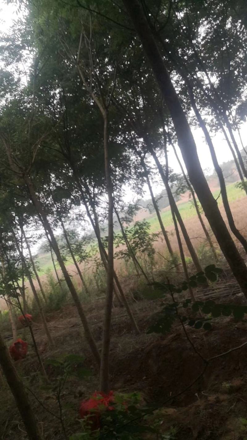 国槐山西，根系发达，成活率高。货源充足价格实惠。