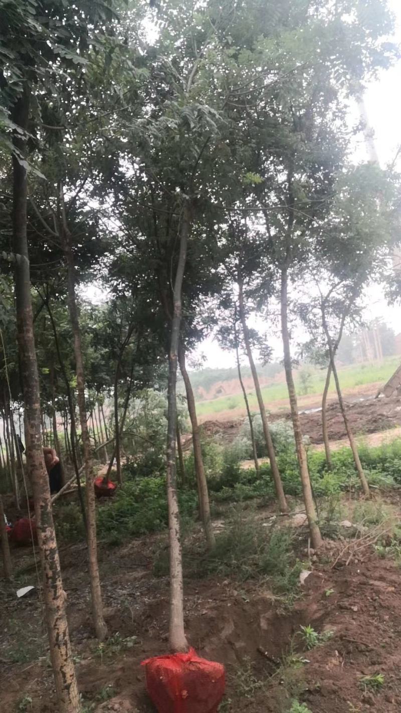 国槐山西，根系发达，成活率高。货源充足价格实惠。