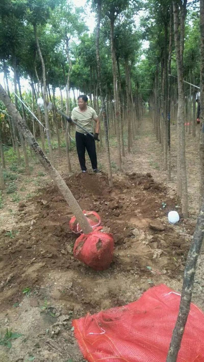 国槐山西，根系发达，成活率高。货源充足价格实惠。